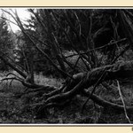 Pařáty mrtvého stromu