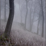 obrázky z hmly - II.