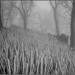 obrázky z hmly - III.