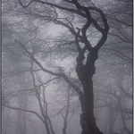 obrázky z hmly - IV.