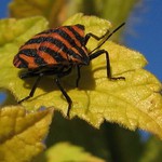 Jedna z pozdního léta