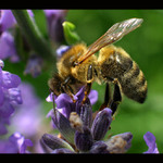 Ať žije dělnická třída