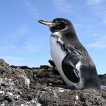 Tučňák galapážský