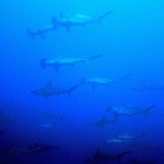 Jak jsem potkal paryby