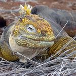 Suchozemský leguán galapážský