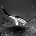 Manta