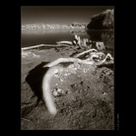 Korene mŕtveho stromu