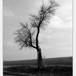 v tom širém poli stával strom zelený