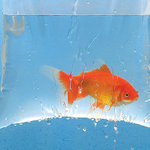 Zlata rybka
