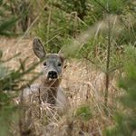 -- vysmátá srnka --