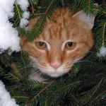 <b>Pitkin na lovu :))