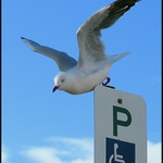 Parkování jen pro invalidy