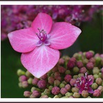 Rozvíjejte se , poupátka