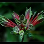 Jemný květ - divoký vzhled