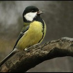 Tak nasnídat a hurá na vánoční úklid...