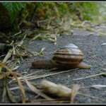 Ve šnečím světě