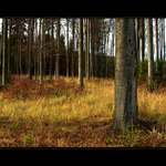 <B>PODZIMNÍ LES </B><BR>v podvečer<B><BR>