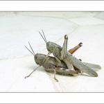 Zelenošedý sexuální život