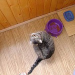Trudy drbající se za uchem u své fialové mňam mňam misky