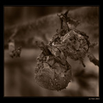 <b>... Sušené ovocie ...</b><br>