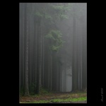 Kam mě tajemná cesto dovedeš ?