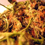 Reflex Cannabis Cup 2004