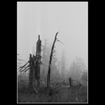 .:Šumné lesy - Krkonoše 2004:.