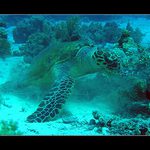 Ešte by som nie čo spapala