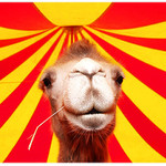 Camel pod sapitom