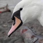 <marquee>...zvědavá...</marquee>