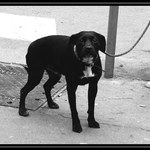 <b><u><i>___Co čumíš frajere___</i></u></b>