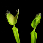 Adéla aneb sytý hladovému nevěří