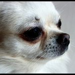 Chihuahua Čert