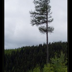 Krkonoše V. - Sirotek