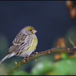 Kanár divoký (Serinus canaria)