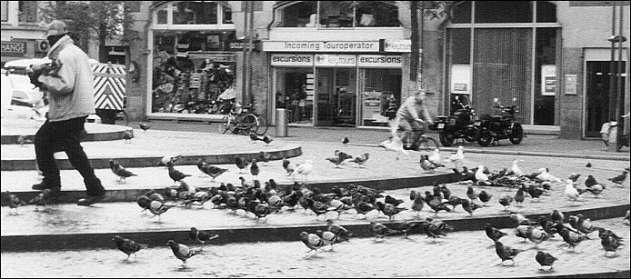 Ptáci II. <i>(aneb Hitchcock by měl radost)</i>