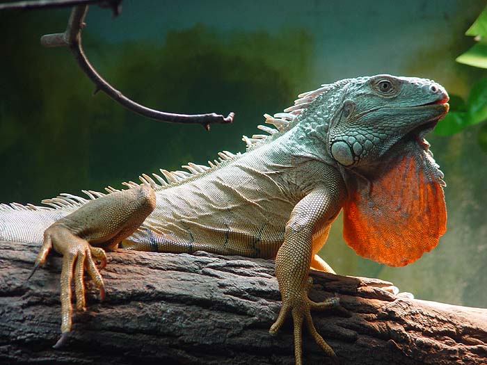 větvička s pozadím leguána