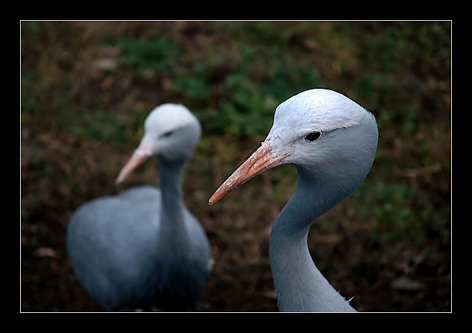 ZOO2