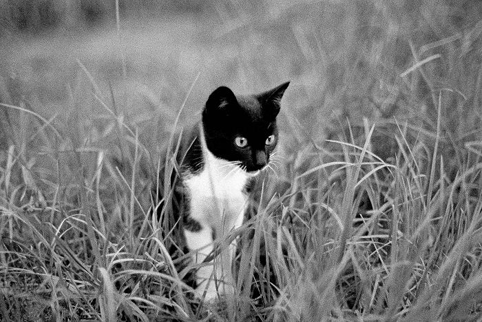 ..cat..