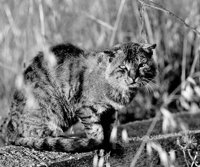 ..cat..