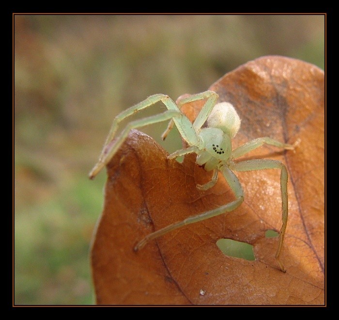 Pavouček