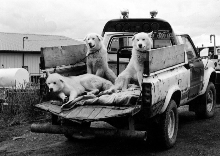 Alaskan dogs