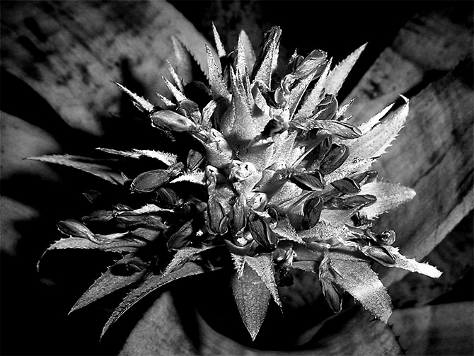 Aechmea Fasciata