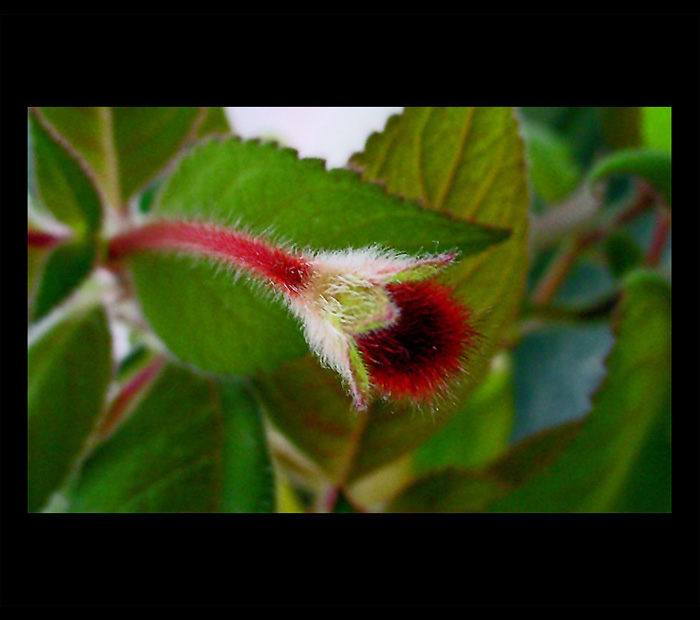 KOHLERIA RONGO - poupě