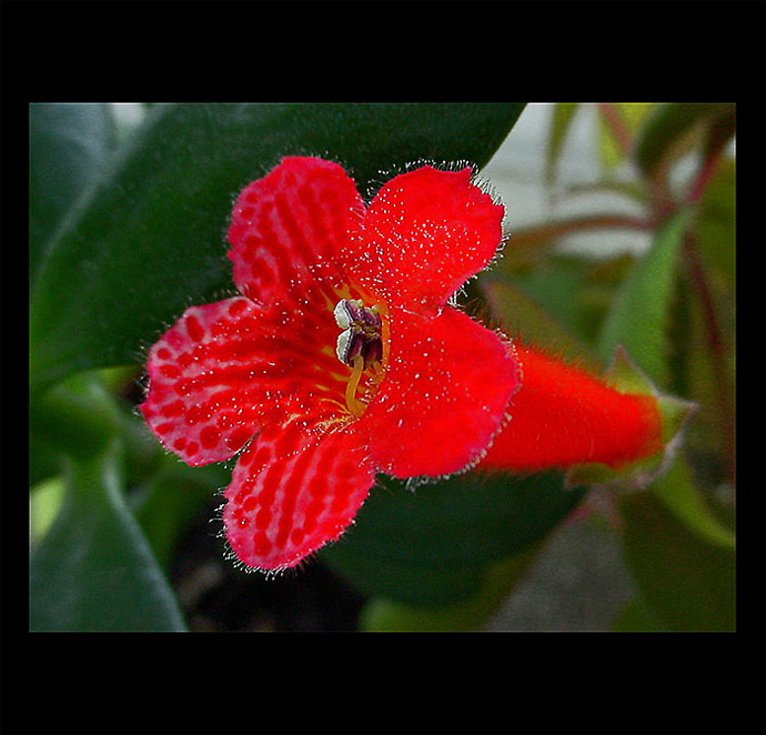 KOHLERIA RONGO - květ