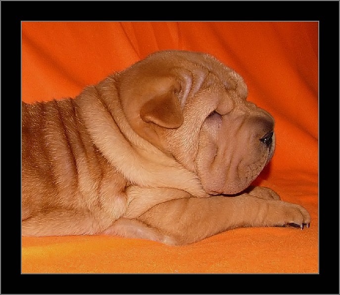 Bax