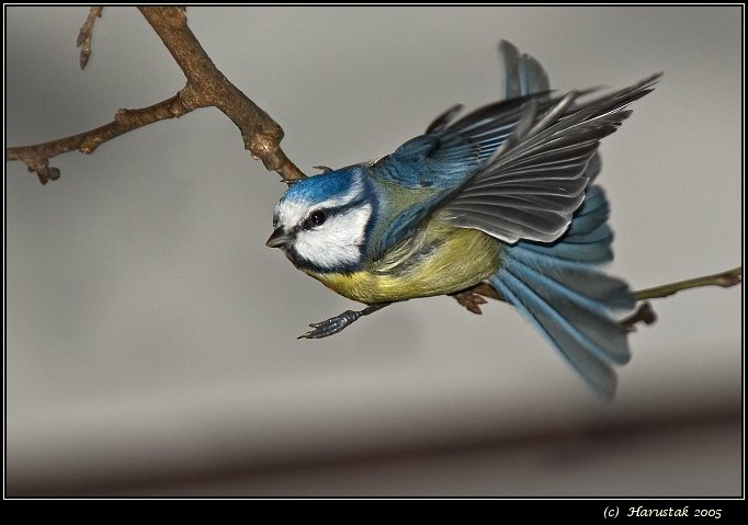 Blue Tit (Parus caeroleus) [sykorka belasa]