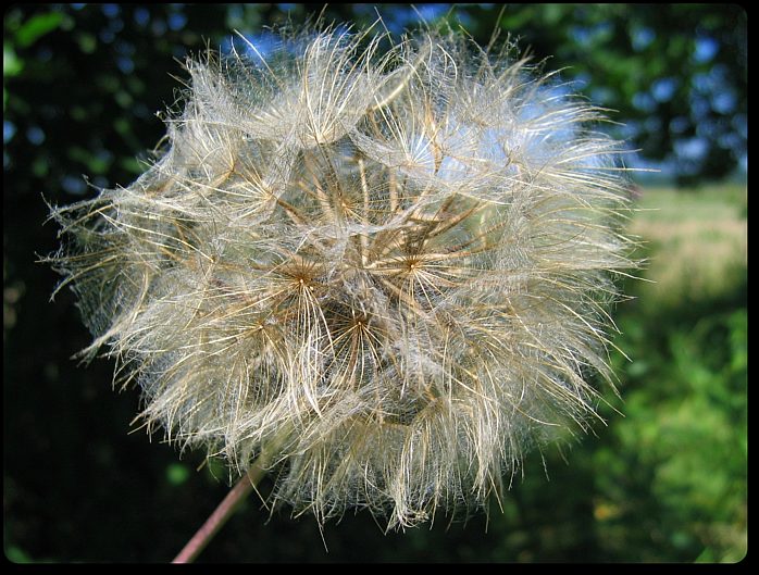 Tragopogon pratensis
