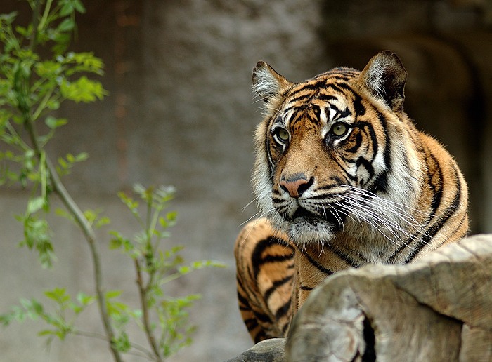Nuda v ZOO
