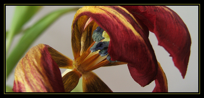 TULIP